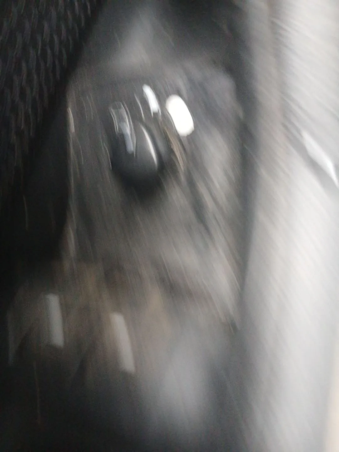 Retrovisor Izquierdo para Audi A3 (8P1)
