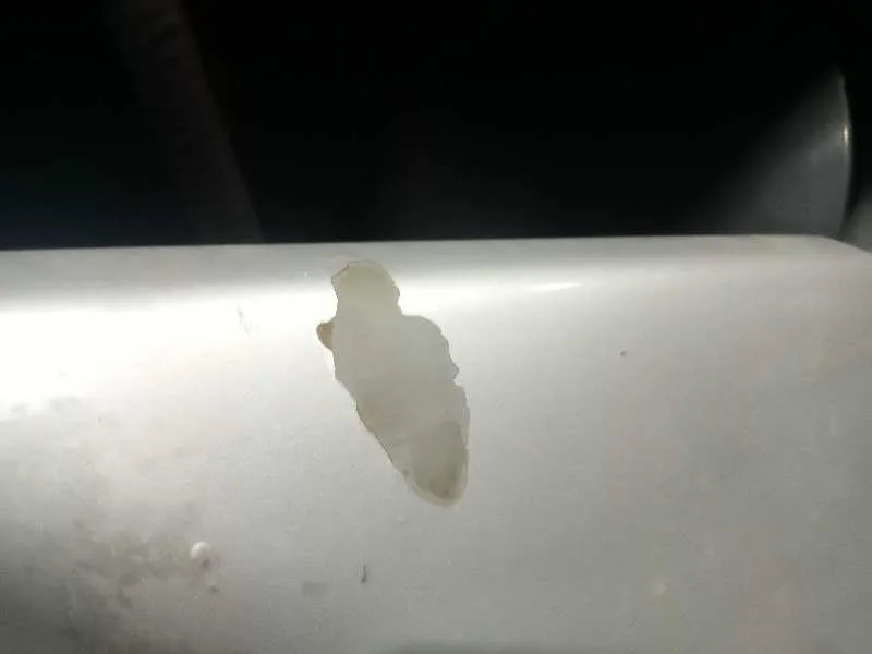 Capot para Nissan Primera Berlina (P12)